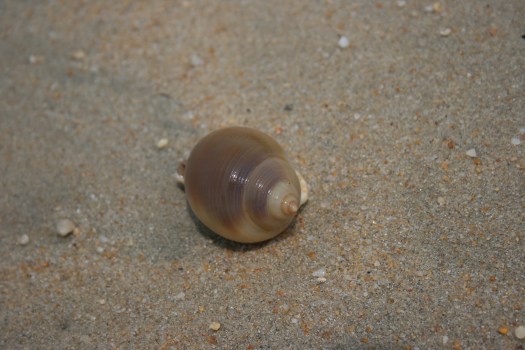 Buffalo Bay Koh Phayam