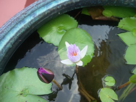 Golden Mountain Temple.jpg